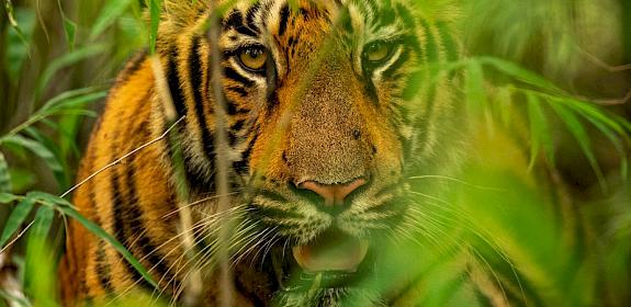 © Narayanan Iyer (Naresh) / WWF-International