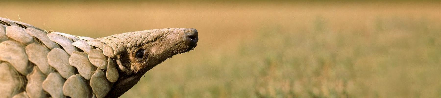 Indian Pangolin Manis crassicaudata © Gerald Cubitt