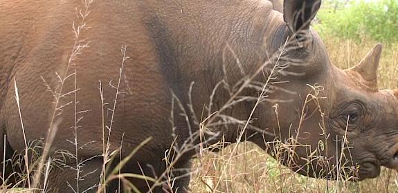 Black Rhino, Mkomazi Nature Conservancy, Tanzania