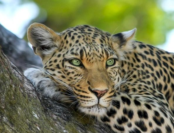 Leopard Panthera pardus