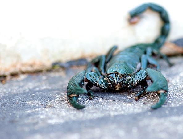 Emperor Scorpion Pandinus imperator © Danny Perez / CC Generic 2.0