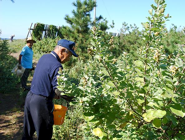 wild plant harvesting