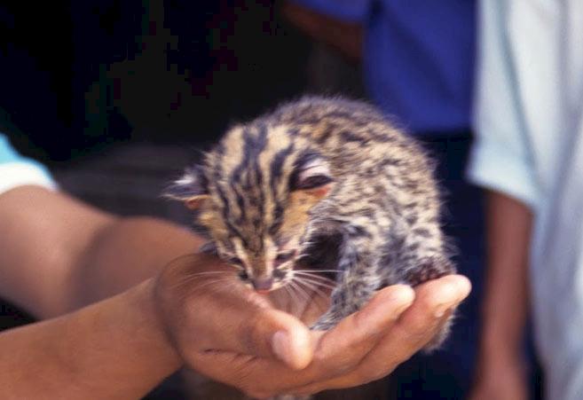 the frontline of wildlife conservation