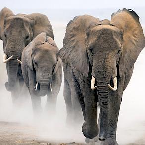 African elephants