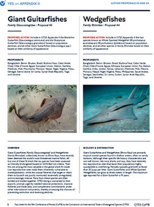 Guitarfishes & Wedgefishes