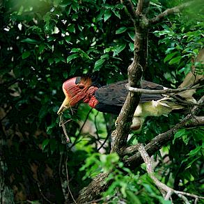 Helmeted hornbills