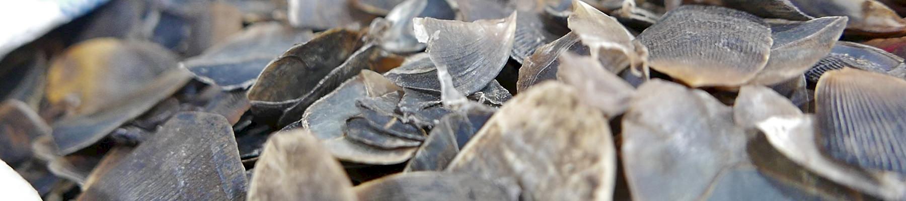 Pangolin scales seized by Malaysia Customs. Pangolins are the world's most trafficked mammal, a million have been poached in the last decade to satisfy Asian demand for their products © TRAFFIC