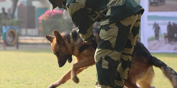 Wildlife sniffer dogs