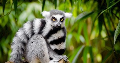 Ring-tailed lemur, Lemur catta, listed as Endangered on The IUCN Red List of Threatened Species