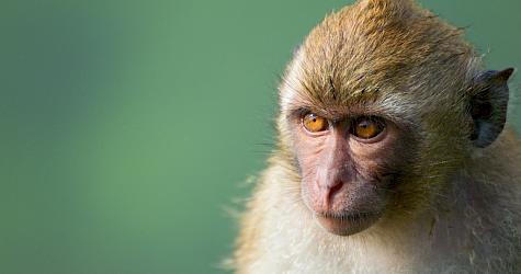 Responding to corruption in the non-human primate supply chain for medical research