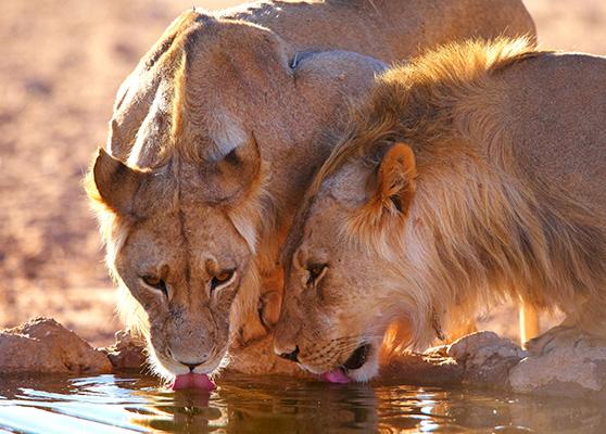 The trade in Lions is reasonably under-researched, though there are indications that wild populations are being impacted by unsustainable national and international consumption © Shutterstock / Hedrus / WWF-Sweden