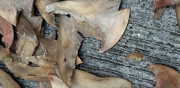 Dried shark fins, such products are commonly exported illegally to Hong Kong SAR from South Africa. Photo: WWF-Hong Kong / Tracy Tsang