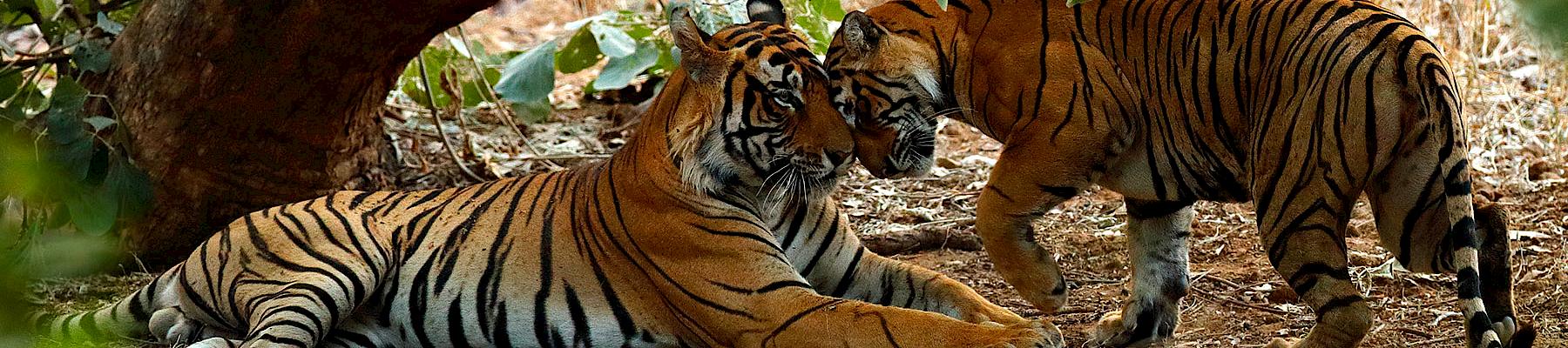 Two tigers in Ranthambore Tiger Reserve, India. Photo: Ondrej Prosicky / iStock / WWF-Australia