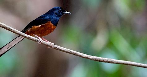 Unravelling shadowy cross-border bird smuggling – Singapore sets an example